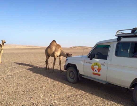 Om Dalfa safari