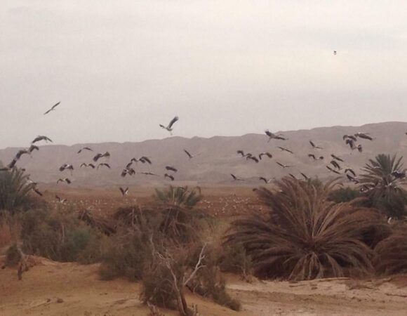 wadi melaha saafari
