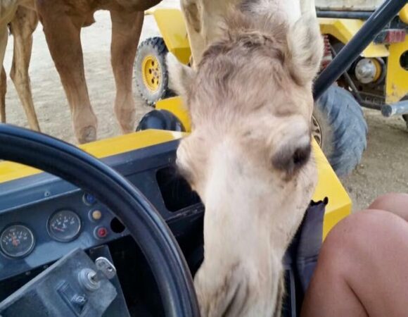 sunset buggy safari